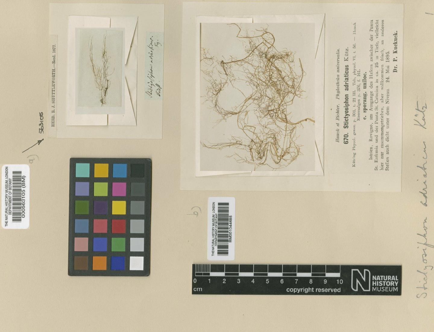 To NHMUK collection (Stictyosiphon adriaticus Kütz.; Type; NHMUK:ecatalogue:4722663)