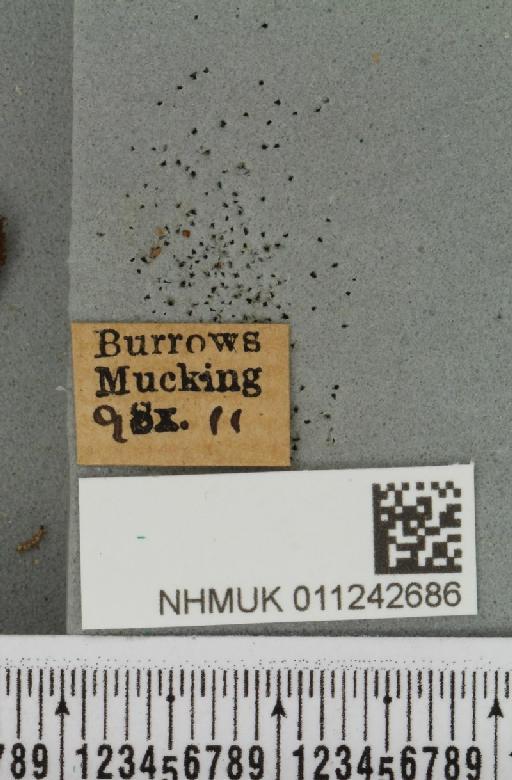 Aporophyla lutulenta (Denis & Schiffermüller, 1775) - NHMUK_011242686_label_643799