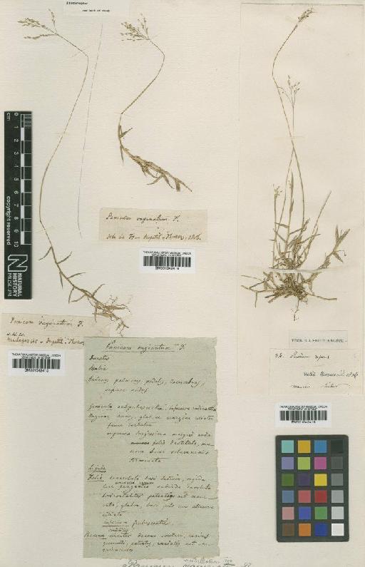 Panicum vaginatum Nees - BM001042414