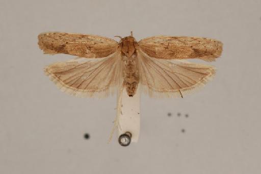 Antaeotricha demotica Walsingham - Stenoma_demotica_Walsingham_HT_BMNH(E) #819658