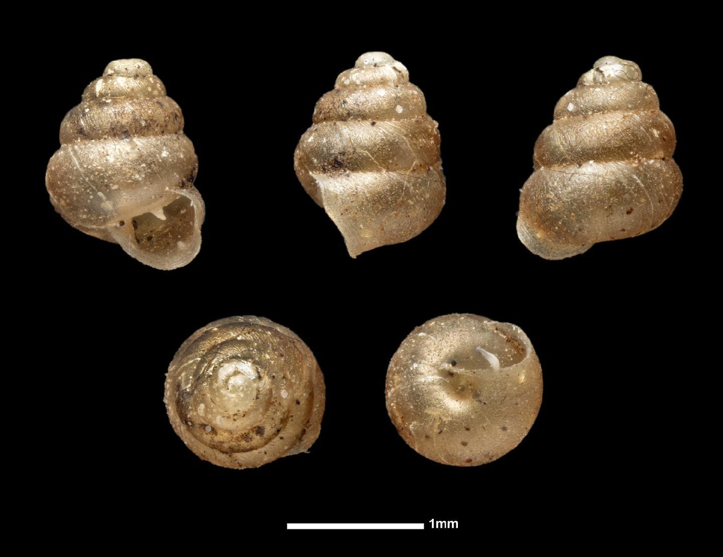 To NHMUK collection (Bothriopupa conoidea (Pfeiffer, 1853); NHMUK:ecatalogue:8949247)