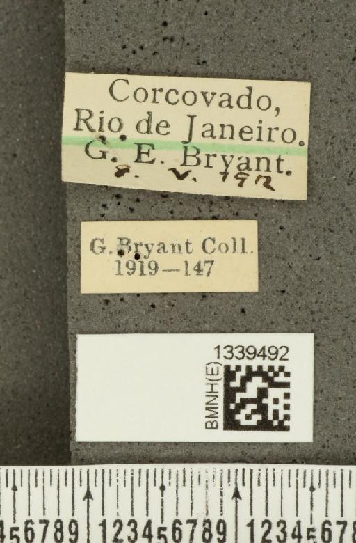 Isotes cinctella (Chevrolat, 1844) - BMNHE_1339492_label_21759