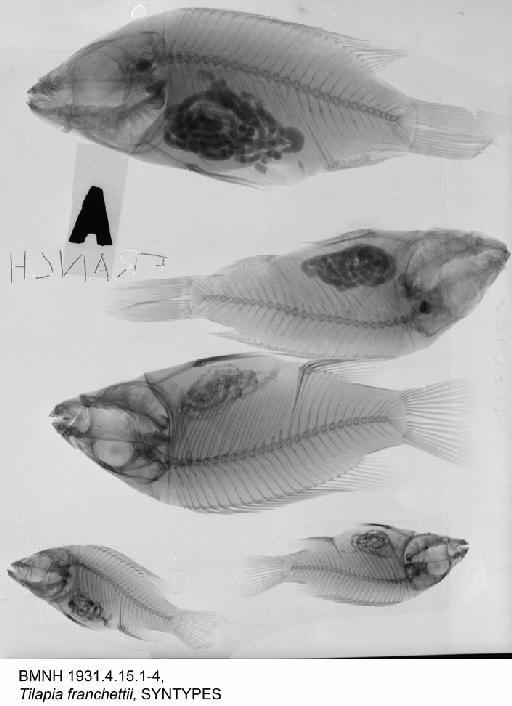 Tilapia franchettii Vinciguerra, 1931 - BMNH 1931.4.15.1-4, SYNTYPES, Tilapia franchettii Radiograph