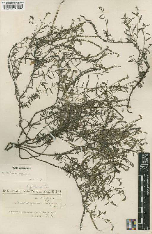 Heliotropium margaritense Hassl. ex I.M.Johnst. - BM000089640