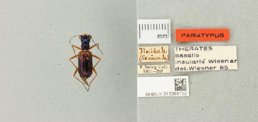 Therates basalis insularis Wiesner, 1988 - 013388132_770161_952294