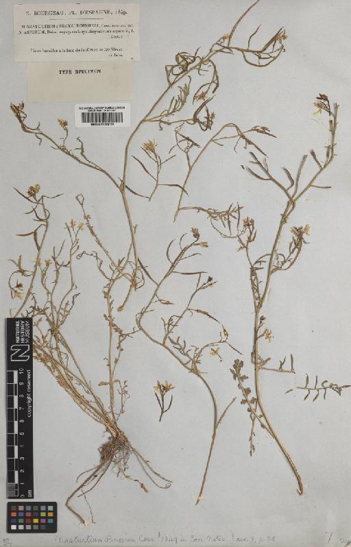 Sisymbrella aspera subsp. boissieri (Coss.) Heywood - BM000750028