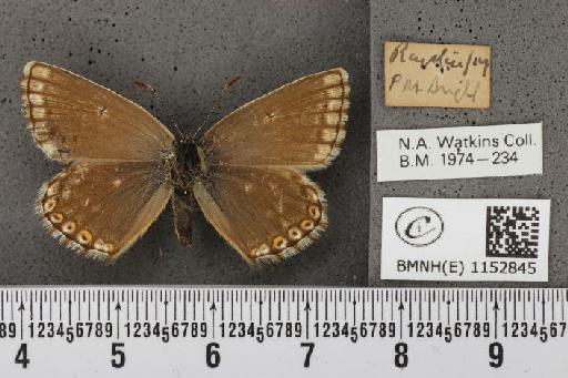 Lysandra coridon ab. fowleri South, 1900 - BMNHE_1152845_103943