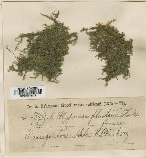 Leptodictyum riparium (Hedw.) Warnst. - BM000878712