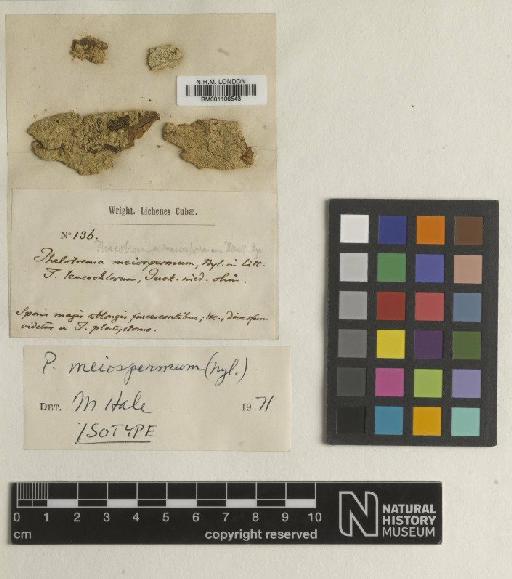 Phaeotrema meiospermum (Nyl.) Müll.Arg. - BM001106543