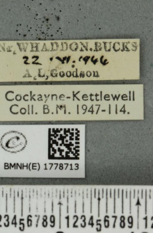 Colostygia pectinataria ab. albocincta Lempke, 1949 - BMNHE_1778713_label_354356