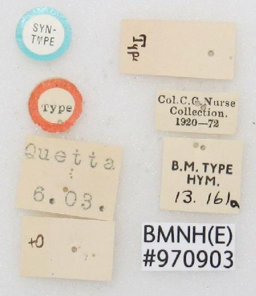 Spinolia oblata (Nurse, 1904) - Euchroeides_oblatus-BMNH(E)#970903_type-labels
