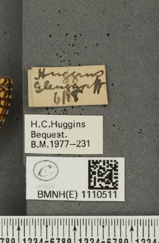 Euphydryas aurinia f. hibernica Birchall, 1873 - BMNHE_1110511_label_51801