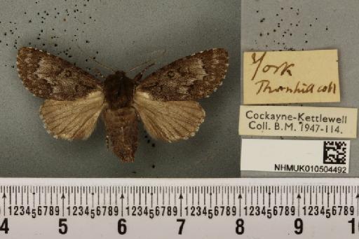 Acronicta menyanthidis menyanthidis ab. suffusa Tutt, 1888 - NHMUK_010504492_561953