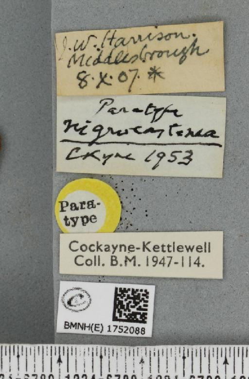 Hydriomena ruberata ab. nigrocastanea Cockayne, 1953 - BMNHE_1752088_label_330693