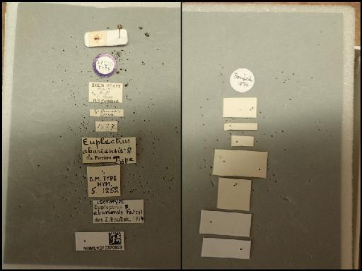 Euplectrus aburiensis Ferriere, 1941 - Euplectrus aburiensis 010370928 5.1252 labels