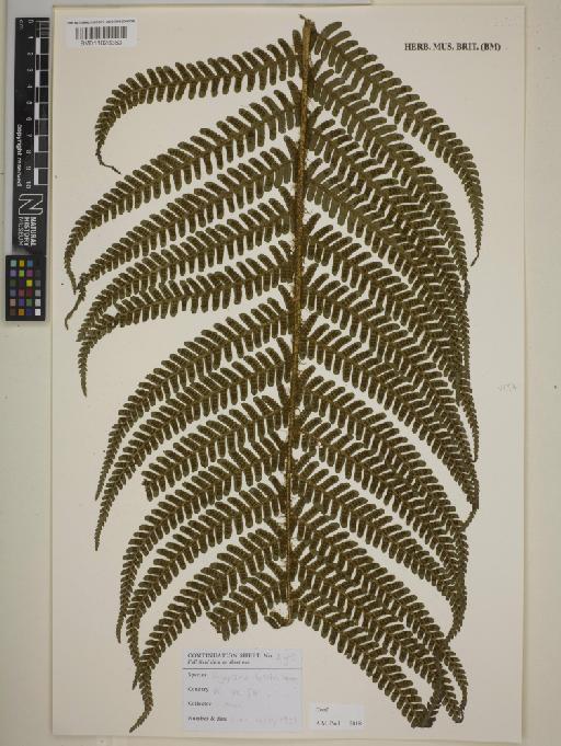 Dryopteris borreri Newman - BM011028353