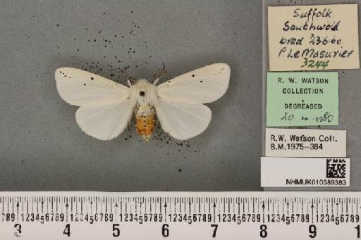 Spilosoma urticae (Esper, 1789) - NHMUK_010389383_509866