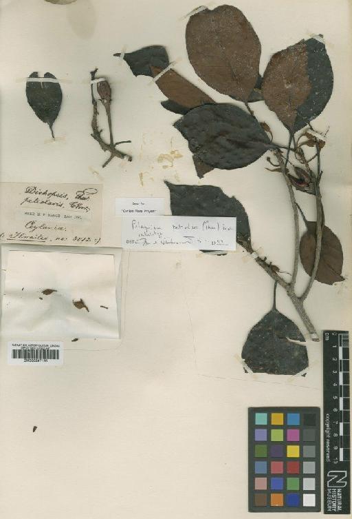 Palaquium petiolare Engl. - BM000997160