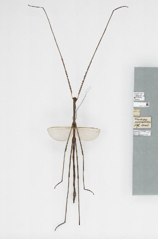 Phobaeticus serratipes (Gray, 1835) - 012498262_73741_94063