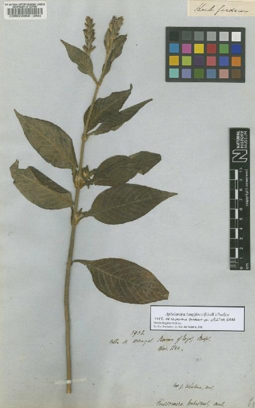 Aphelandra longiflora (Lindl.) Profice - BM000028858