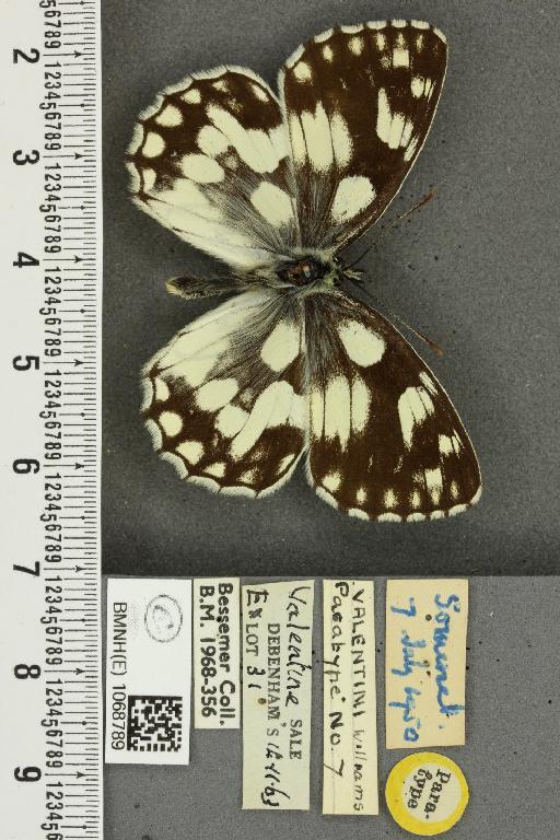 Melanargia galathea serena ab. valentini Williams, 1951 - BMNHE_1068789_34527