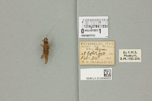 Hydromanicus flavoguttatus Albarda, 1881 - 012499008_840414_1748660