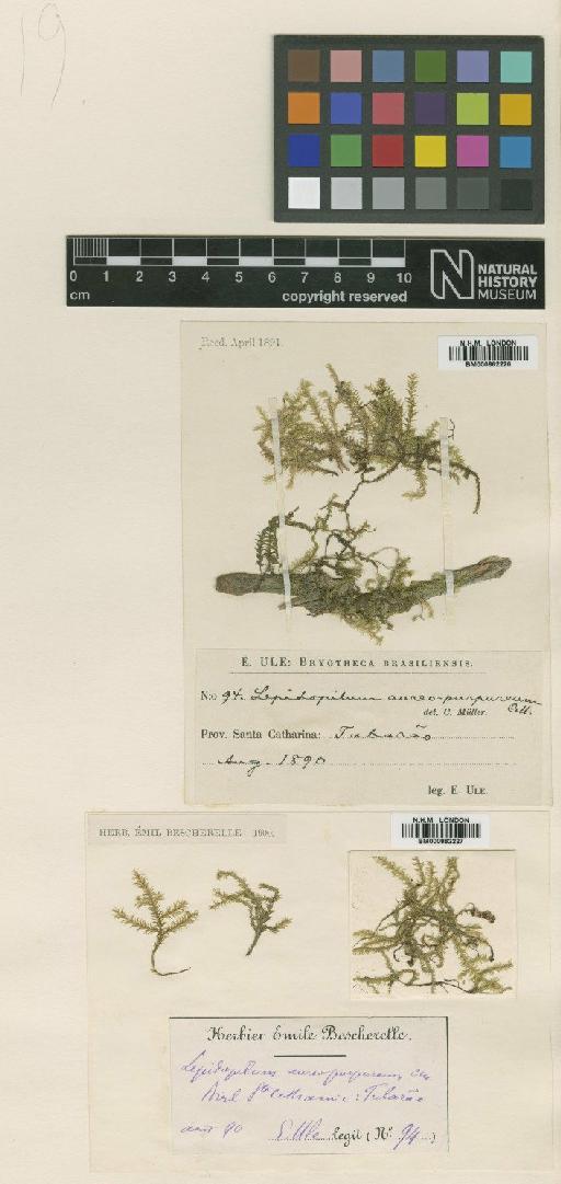 Lepidopilum aureopurpureum Müll.Hal. - BM000862226_a