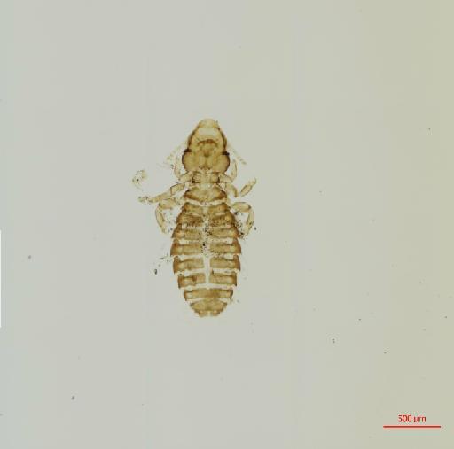 Buceroemersonia brelihi Elbel, 1977 - 010671247__2017_07_31-Scene-1-ScanRegion0