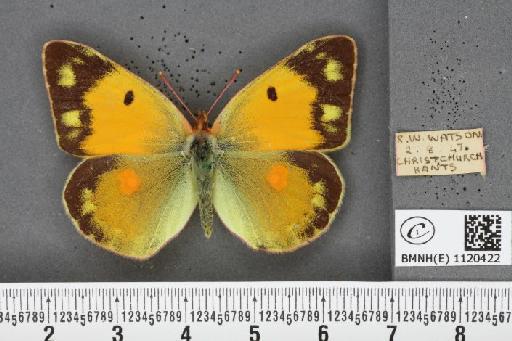 Colias croceus (Geoffroy, 1785) - BMNHE_1120422_76416