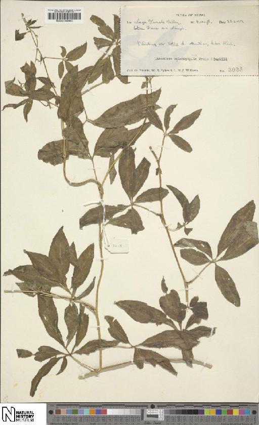 Dioscorea melanophyma Prain & Burkill - BM001049441