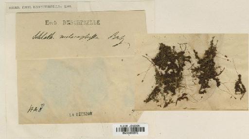 Schlotheimia malacophylla Besch. - BM000982816