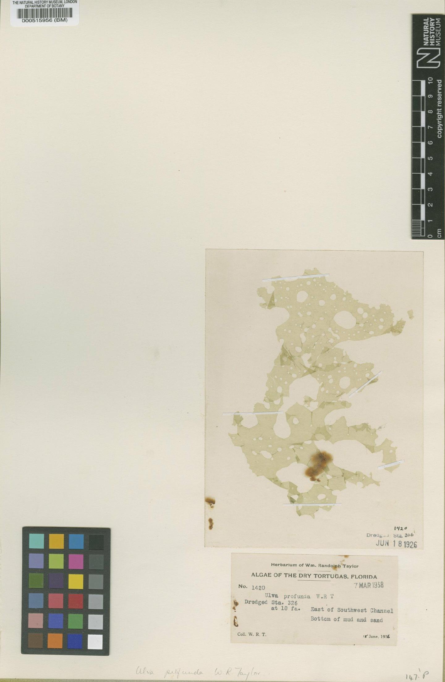 To NHMUK collection (Ulva profunda Taylor W.R.; Syntype; NHMUK:ecatalogue:530818)