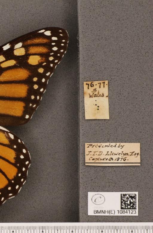 Danaus plexippus (Linnaeus, 1758) - BMNHE_1084123_label_53263