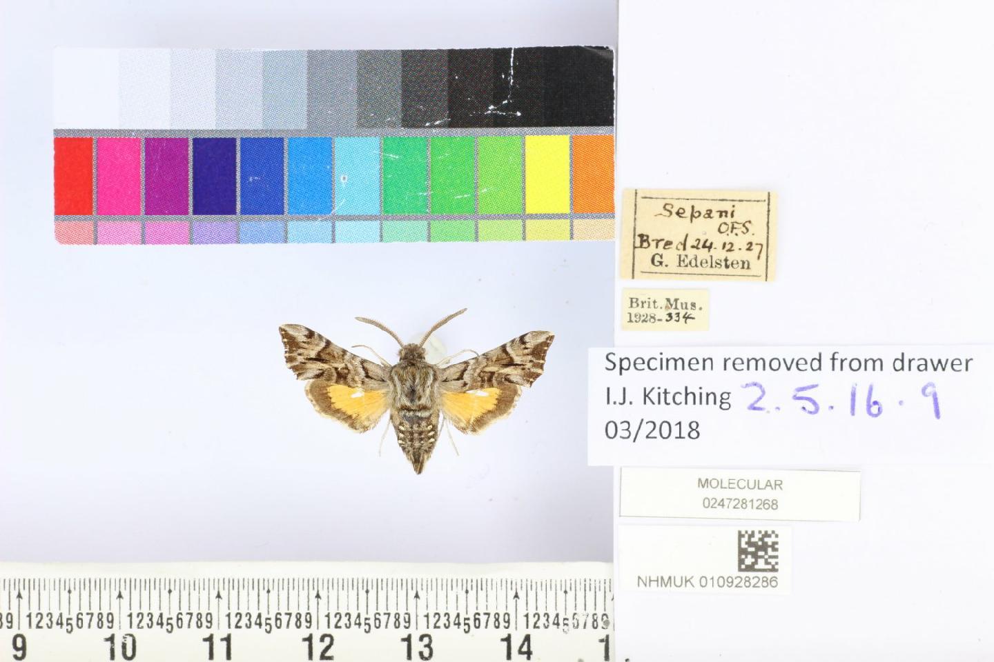 Microsphinx pumilum
