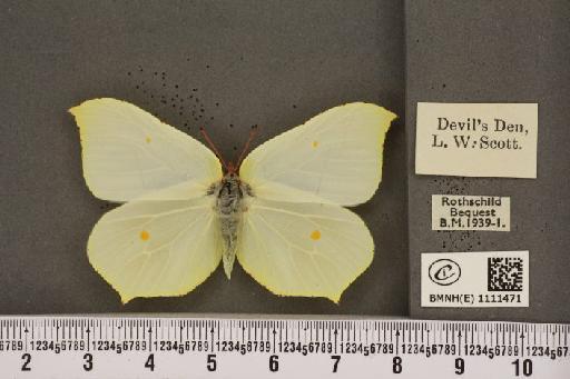 Gonepteryx rhamni rhamni ab. fervida Fritsch, 1911 - BMNHE_1111471_64692