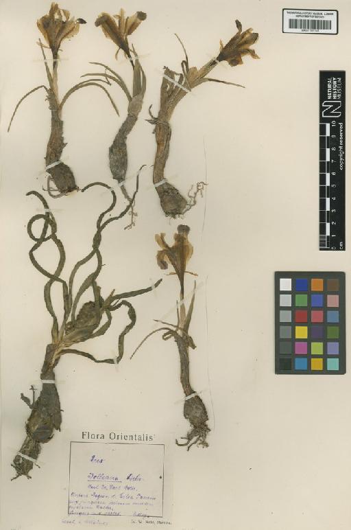 Iris persica L. - BM001191244