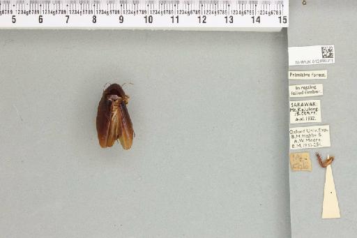 Rhabdoblatta unicolor (Hanitsch, 1925) - 012496011_111990_330051