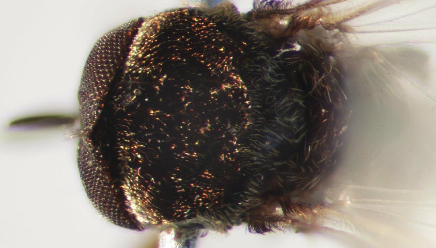 Simulium masabae