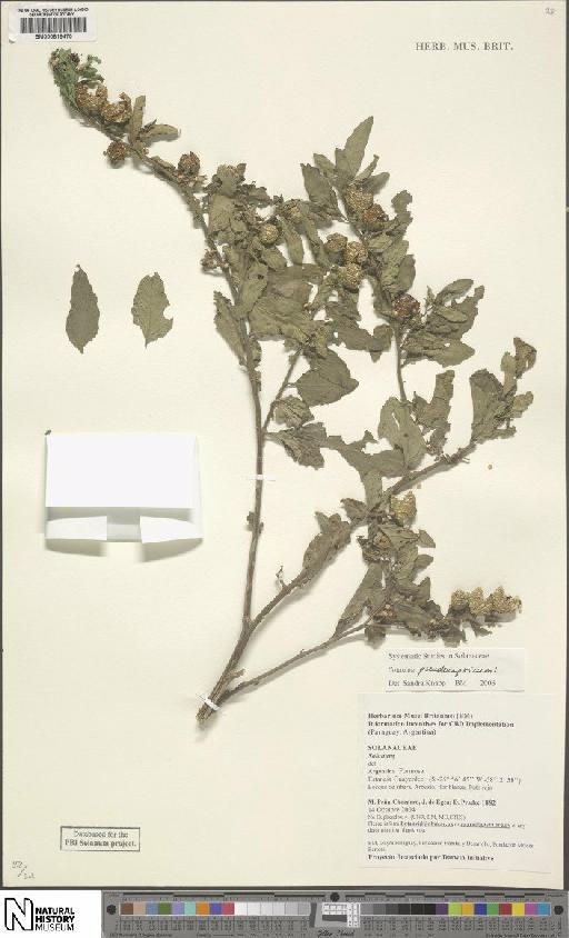 Solanum pseudocapsicum L. - BM000816470