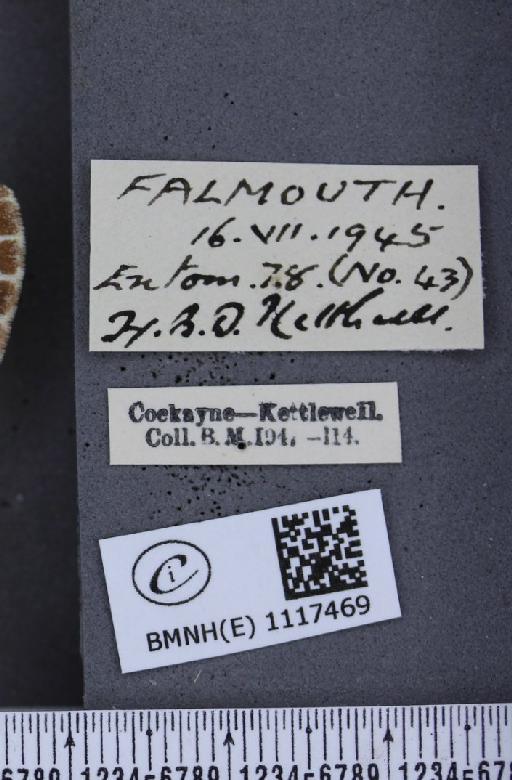 Pontia daplidice (Linnaeus, 1758) - BMNHE_1117469_label_68911