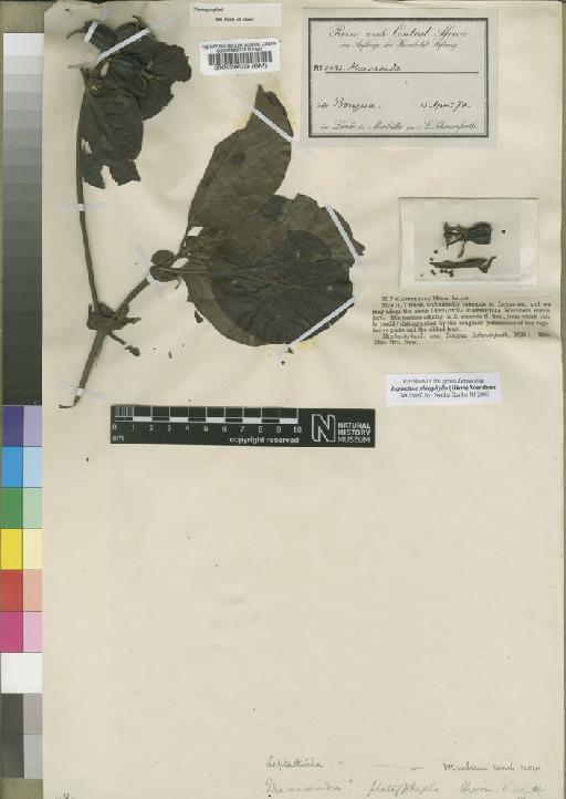 Leptactina platyphylla (Hiern) Wernham - BM000528539