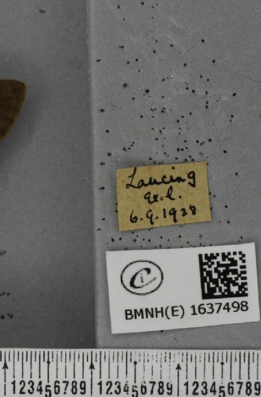 Macroglossum stellatarum (Linnaeus, 1758) - BMNHE_1637498_label_206184