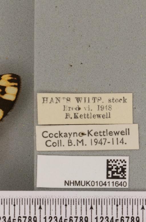 Callimorpha dominula (Linnaeus, 1758) - NHMUK_010411640_label_521470