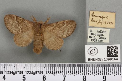 Trichiura crataegi (Linnaeus, 1758) - BMNHE_1399164_189543