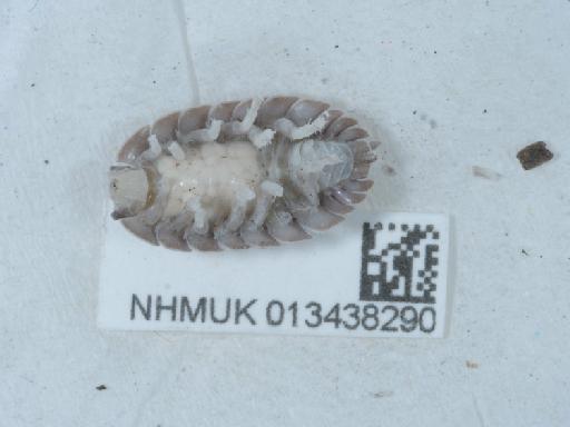Porcellio dilatatus Brandt, 1831 - 013438290_1