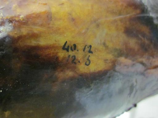 Muraena ocellata - BMNH 1840.12.12.5, Muraena ocellata