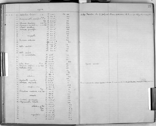 Steganoporella lateralis MacGillivray, 1895 - Zoology Accessions Register: Bryozoa: 1922 - 1949: page 21