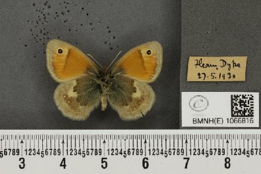 Coenonympha pamphilus (Linnaeus, 1758) - BMNHE_1066816_28256