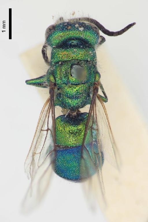 Chrysis lama Mocsary, A., 1914 - Chrysis_lama-BMNH(E)#970892_type-dorsal-2X