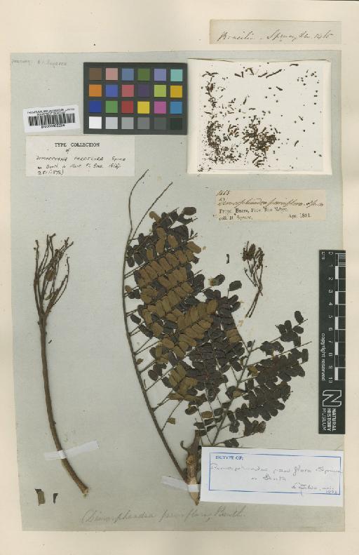 Dimorphandra parviflora Spruce - BM000952236